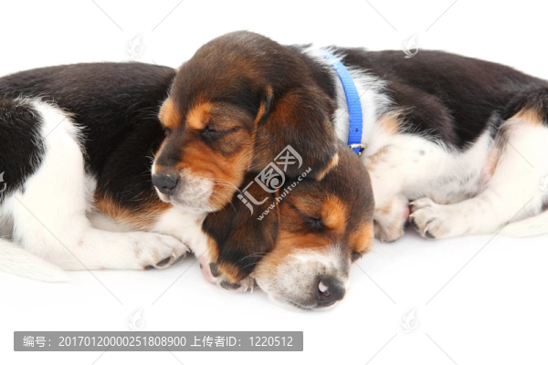 比格犬幼犬睡覺(jué)