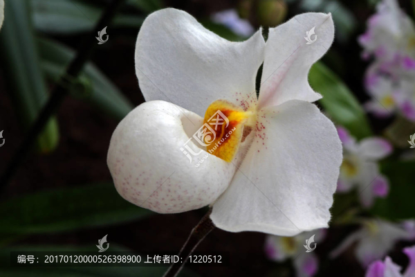 兜蘭屬的蘭花