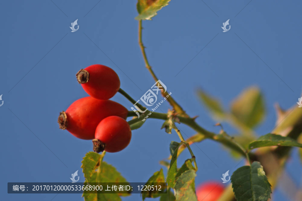 玫瑰果
