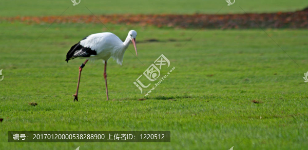 White,Stork（Ciconia,ciconia）
