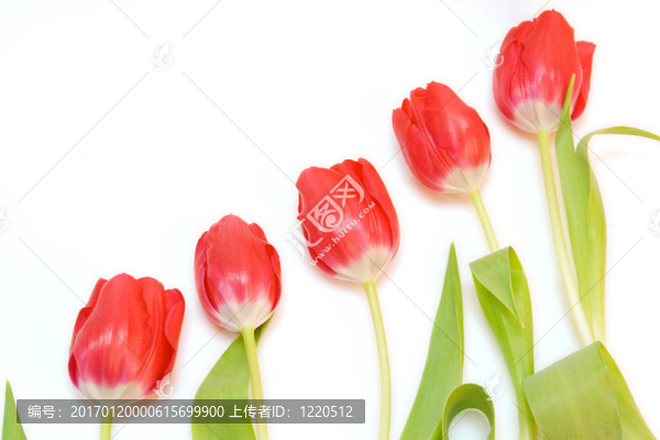 紅色郁金香隔離在WH