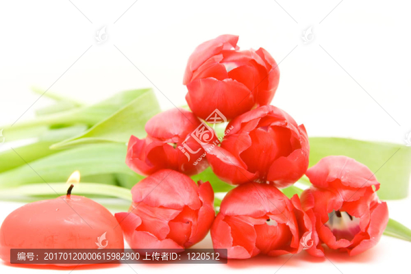 紅色郁金香隔離在WH