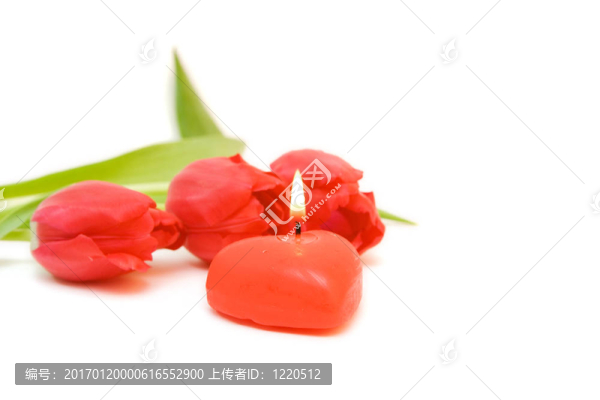 紅色郁金香隔離在WH