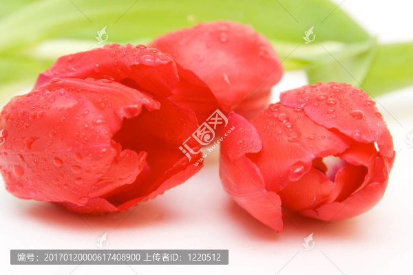 紅色郁金香隔離在WH