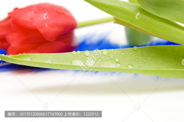 紅色郁金香隔離在WH