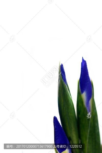 虹膜