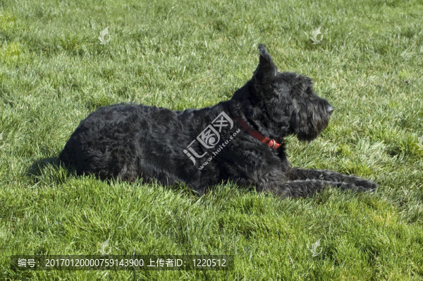 在巨大的schnauser簡介