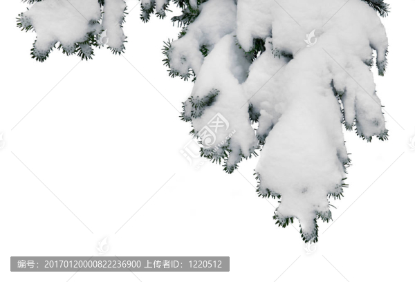 冰雪覆蓋松樹的細(xì)節(jié)