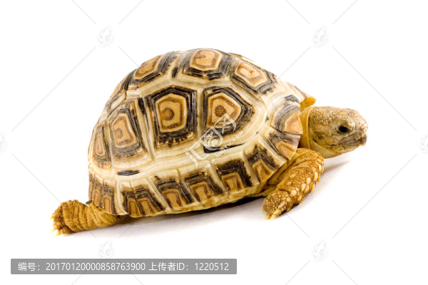豹紋陸龜