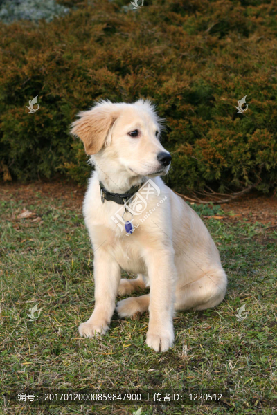 黃金獵犬小狗