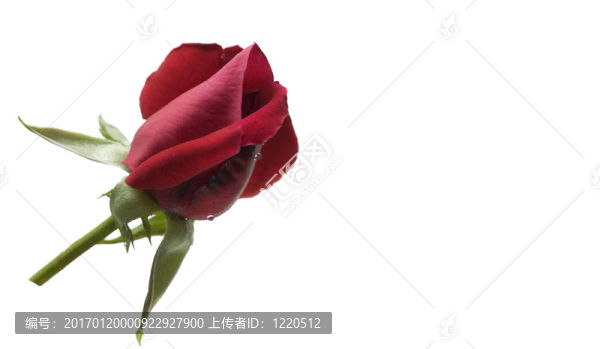 櫻桃紅色的情人節(jié)玫瑰