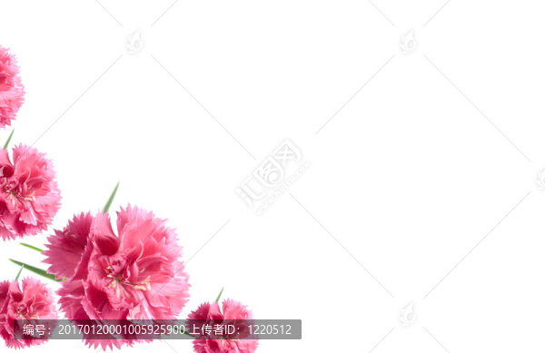 情人節(jié)鮮花卡片背景粉紅色的康乃馨