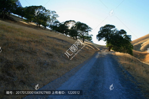 陽光透過樹