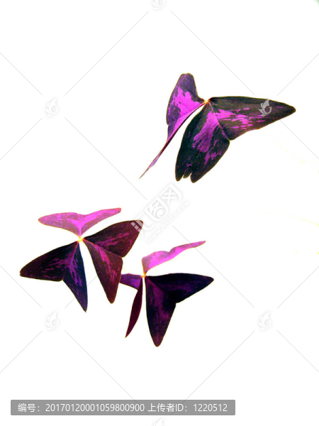 花蝴蝶