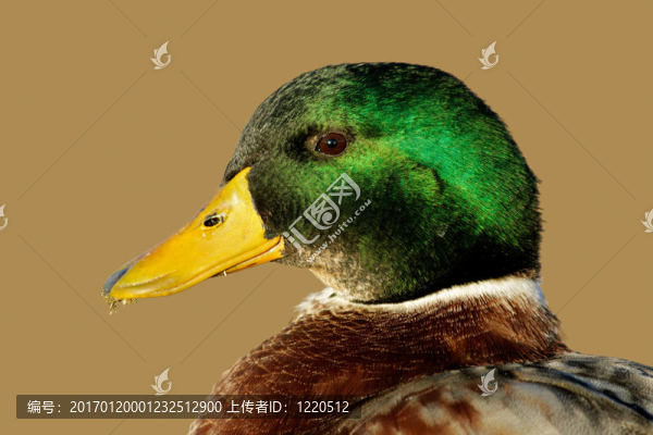 雄性綠頭鴨
