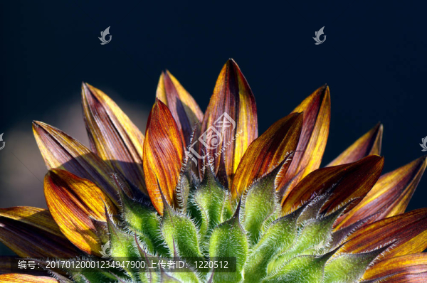 彩色向日葵的花瓣