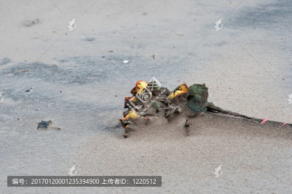 沙灘上的花