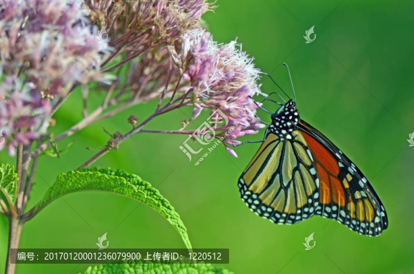 帝王蝴蝶花