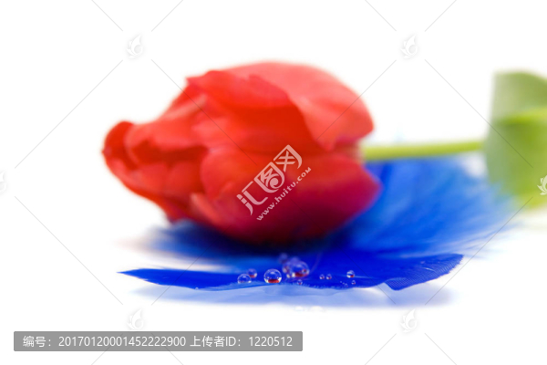 紅色郁金香隔離在WH