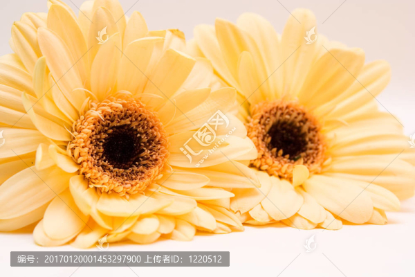 黃色的非洲菊離體啊