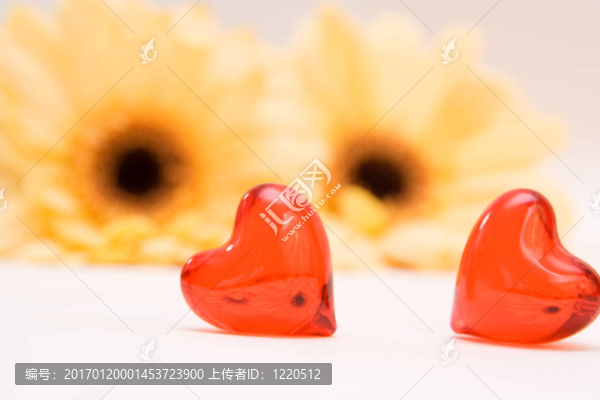 黃色的非洲菊離體啊