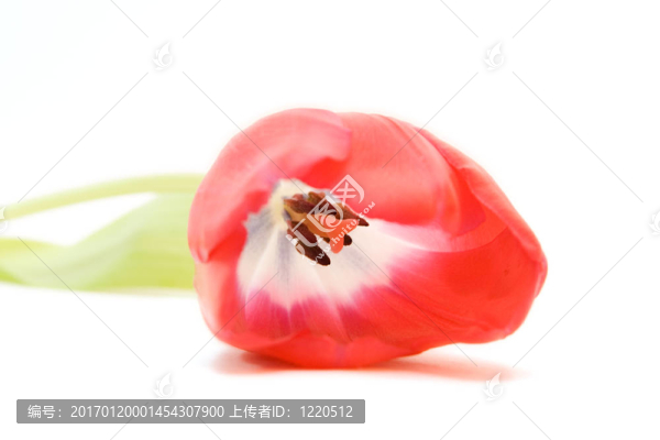 紅色郁金香隔離在WHI