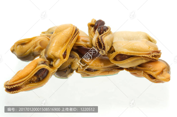 貽貝