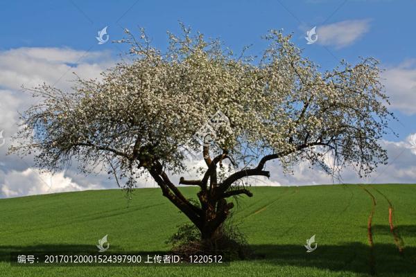 蘋果花