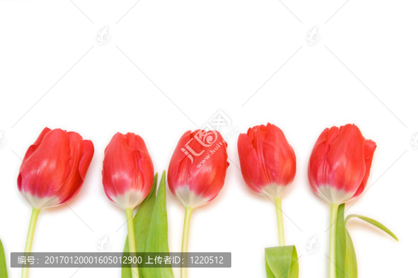 紅色郁金香隔離在WH