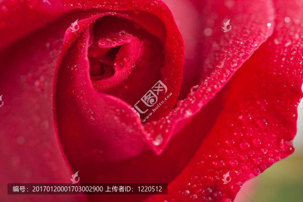 美麗的紅玫瑰