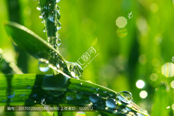 草