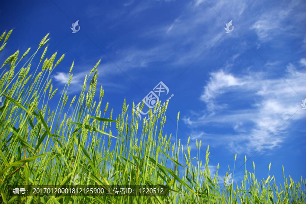 小麥在天空