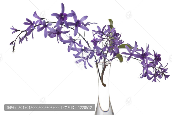 白色背景上的紫色花