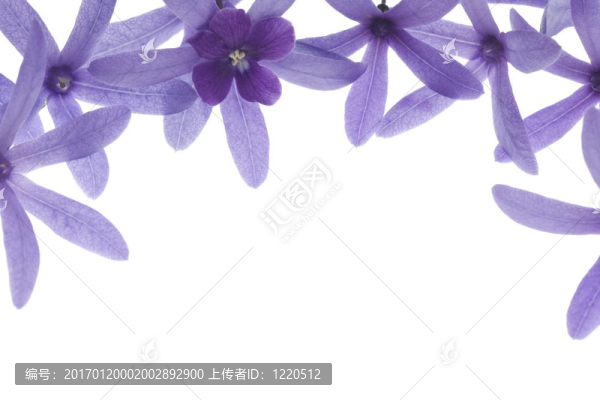 白色背景上的紫色花