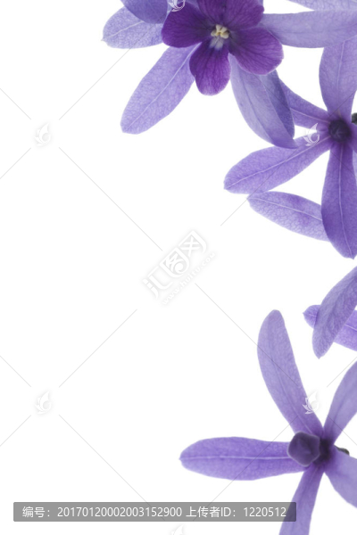 白色背景上的紫色花