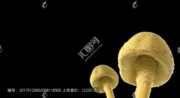 羊肚菌菌菇