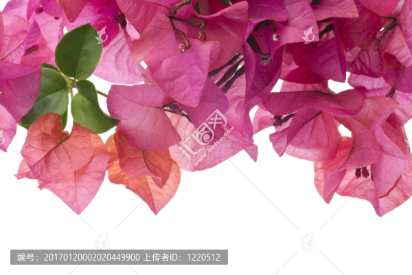 粉紅色九重葛