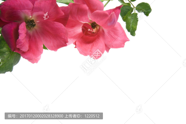 白色背景上的古董茶玫瑰