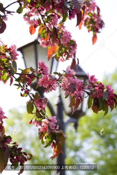 公園里的燈籠和櫻桃樹