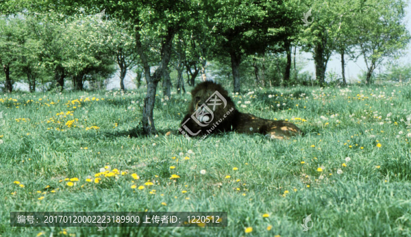 在樹(shù)蔭h-33獅子