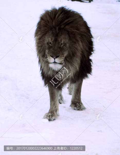 男性h-38獅子；