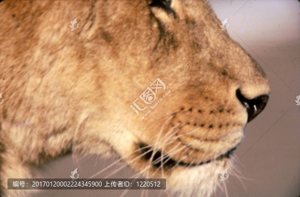 獅子的側(cè)面視圖h-225