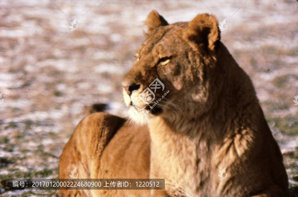 母獅H-30