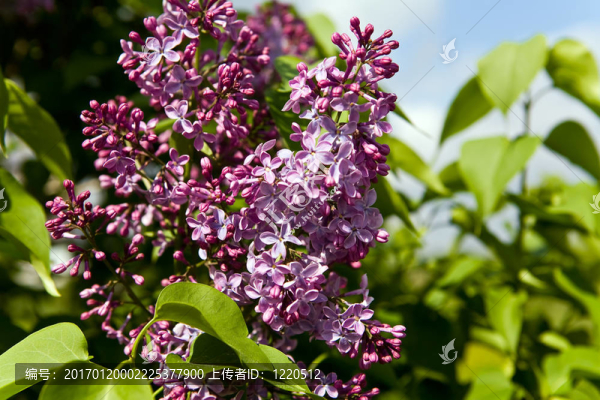 丁香花