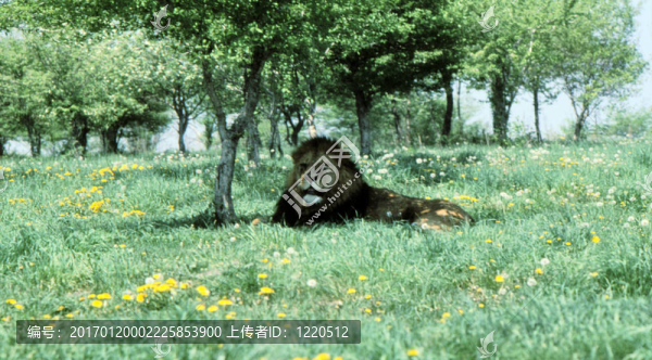 在樹蔭h-36雄性獅子；