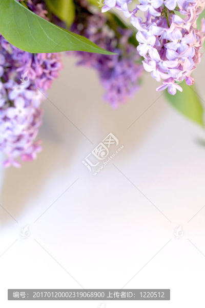 丁香為框架