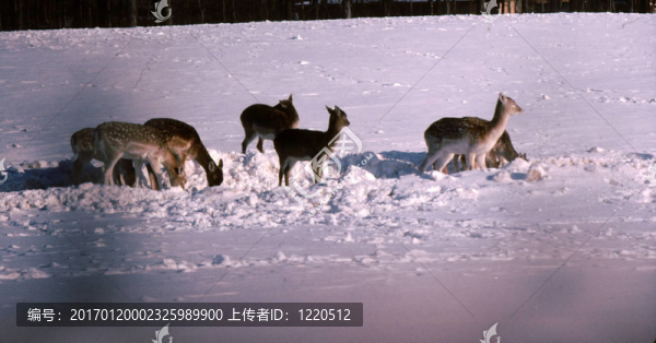 小鹿-（6）在雪h-148