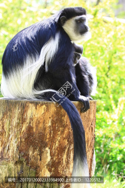 guerezas-匯圖網(wǎng) www.fosd68.com guerezas