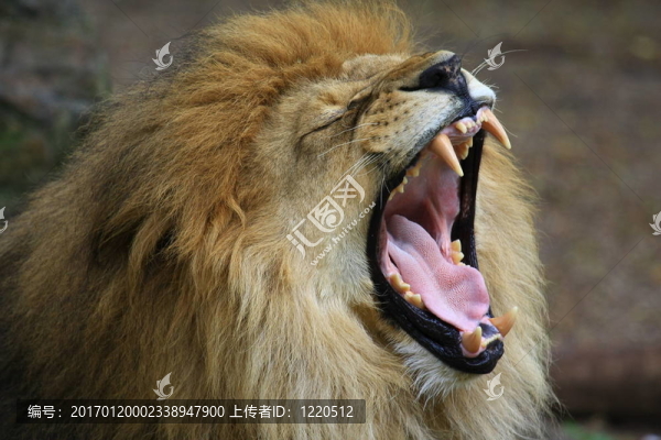 獅子