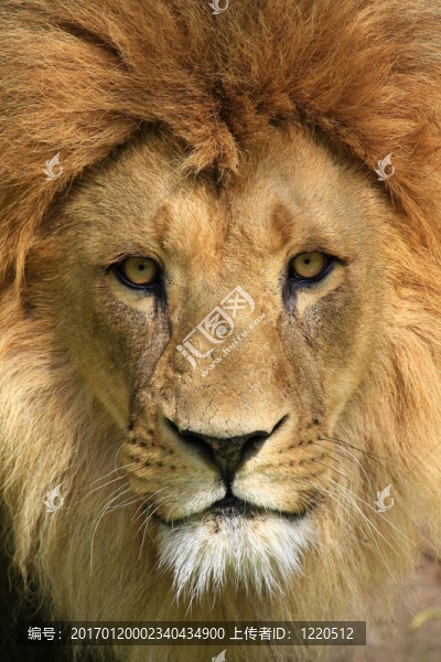 獅子